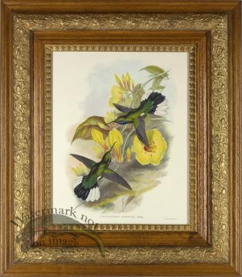 Gould Hummingbird AF_4 04